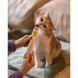 Вітаміни GimCat Every Day мультивітамінна паста для котів для покращення імунітета 200 г G-421636/401881 фото 5