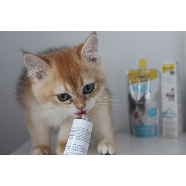 Вітаміни GimCat Expert Line Kitten для кошенят вітамінізована паста 50 г G-426167/ 406787 фото